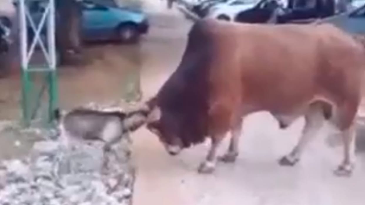 Goat Bull Fight Video: fight between goat and bull animal fight trending video