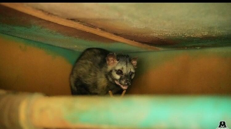 Very Rare Civet Cat Found In Power generator at Anand Engineering College agra