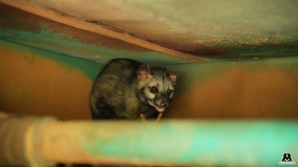 Very Rare Civet Cat Found In Power generator at Anand Engineering College agra