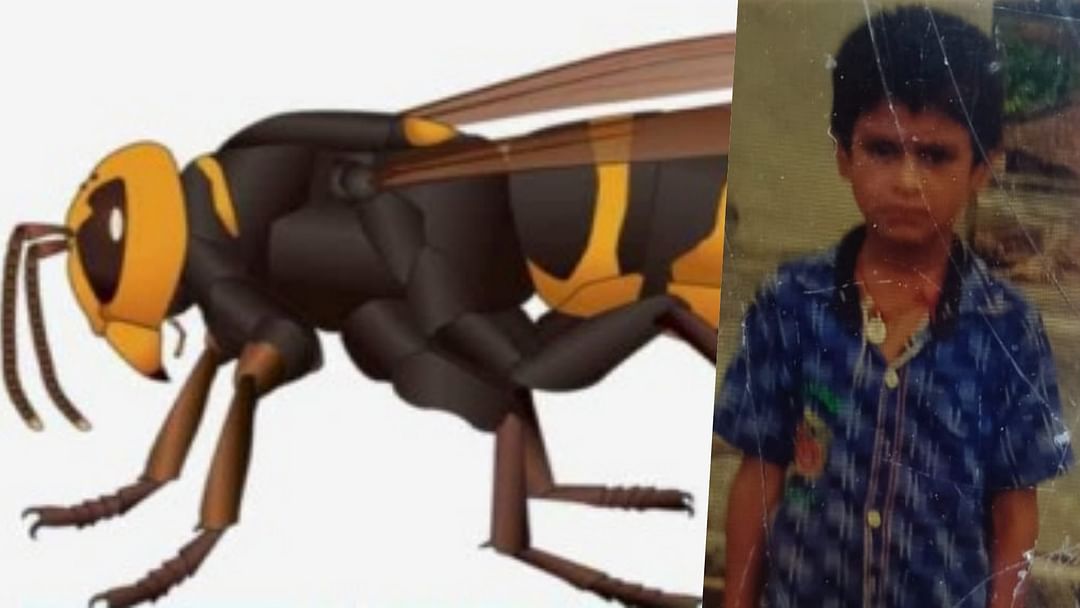 Bihar News A swarm of insects took the life of a seven year old child in Bettiah