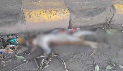 Varanasi: बाइक की चपेट में आकर बंदर के बच्चे की मौत, बंदरों का झुंड युवक को दो घंटे घेरे रहा Baby monkey dies due to hit by bike in varanasi group of monkeys surrounded youth for two hours
