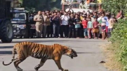 Tiger walking on highway people leave vehicle and run away in Pilibhit