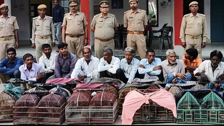 police arrested twelve gamblers In Kasganj who gambling by making pheasant birds fight among themselves