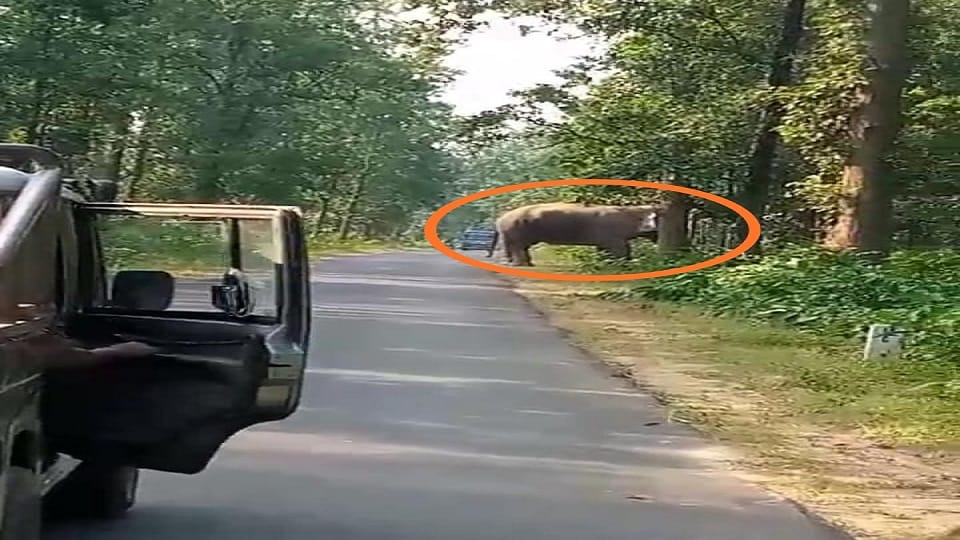 War broke out between elephants traffic remained disrupted in Korba