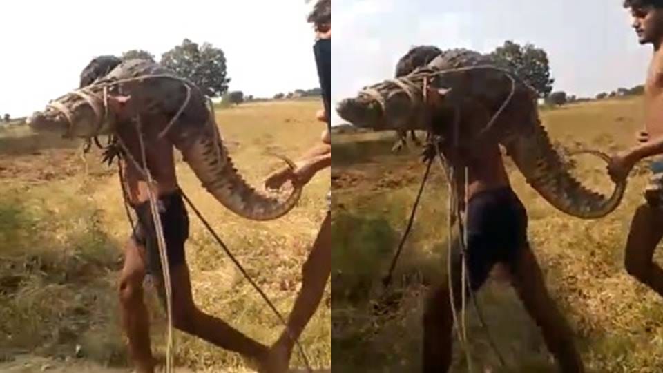 Video of young man carrying crocodile on his shoulder goes viral in Lalitpur