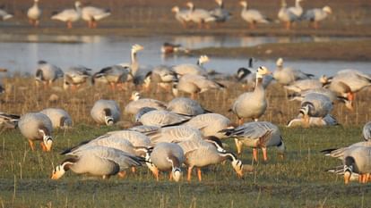 Migratory birds arrived pong dam himachal pradesh will boost tourism activities