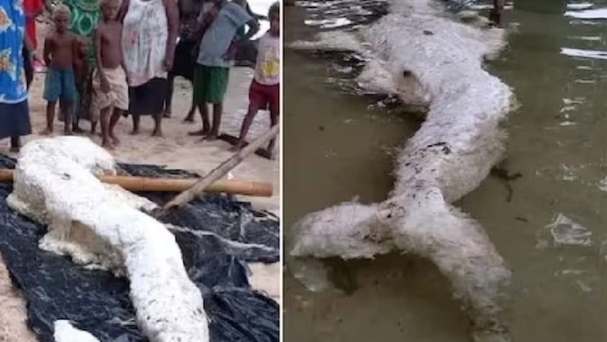 What's this? An eerie 'Mermaid' spotted in Papua New Guinea leaves experts bewildered