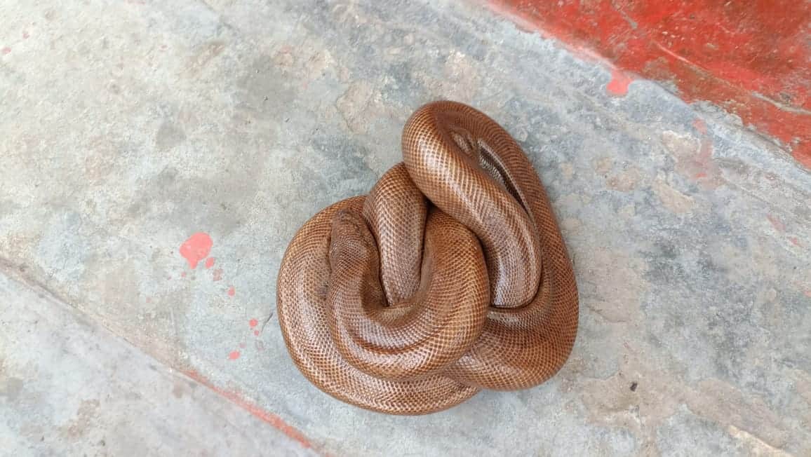 Rare species of snake found near the temple of PDDU Nagar