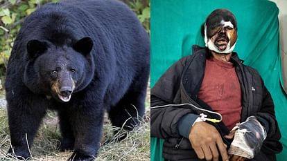 Bear attacked person in forest Chamoli Pipalkoti third attack by a bear in a week Uttarakhand news in hindi