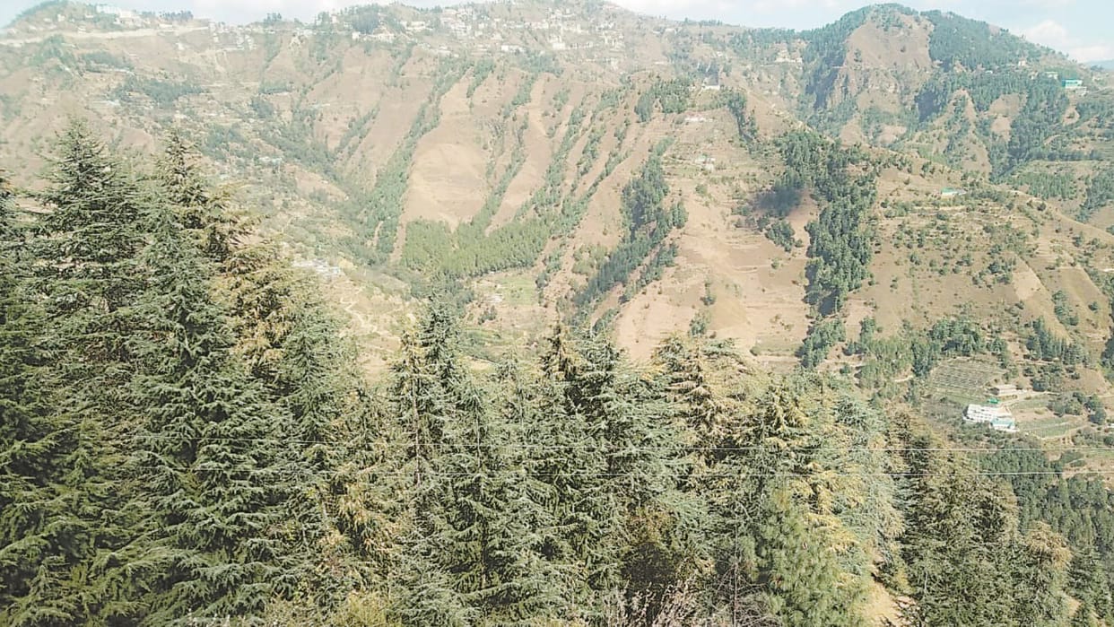 Himachal News: Devta protect 468 forest in himachal pradesh