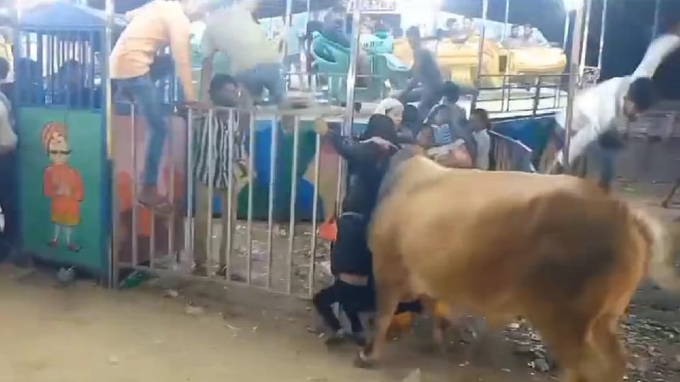 Bull entered Ramlila ground in Hapur and created a ruckus