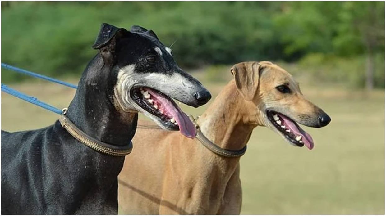 Indian Dog Breeds To Be Deployed In Police Duties Soon