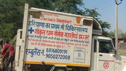 Injured cow did not get treatment in Bareilly, taken to Haryana ambulance