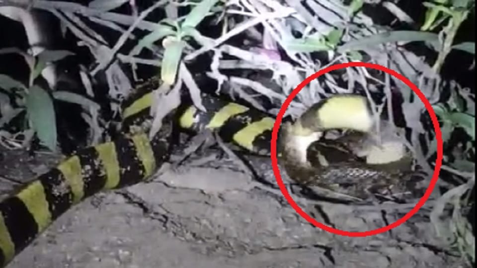 Poisonous Ahiraj snake hunted another snake in Korba