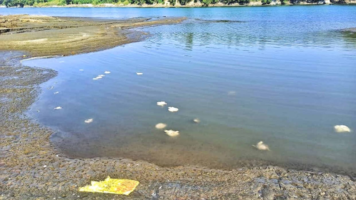 Kangra News: Dead chickens thrown in Beas river near Diara, fear of flu