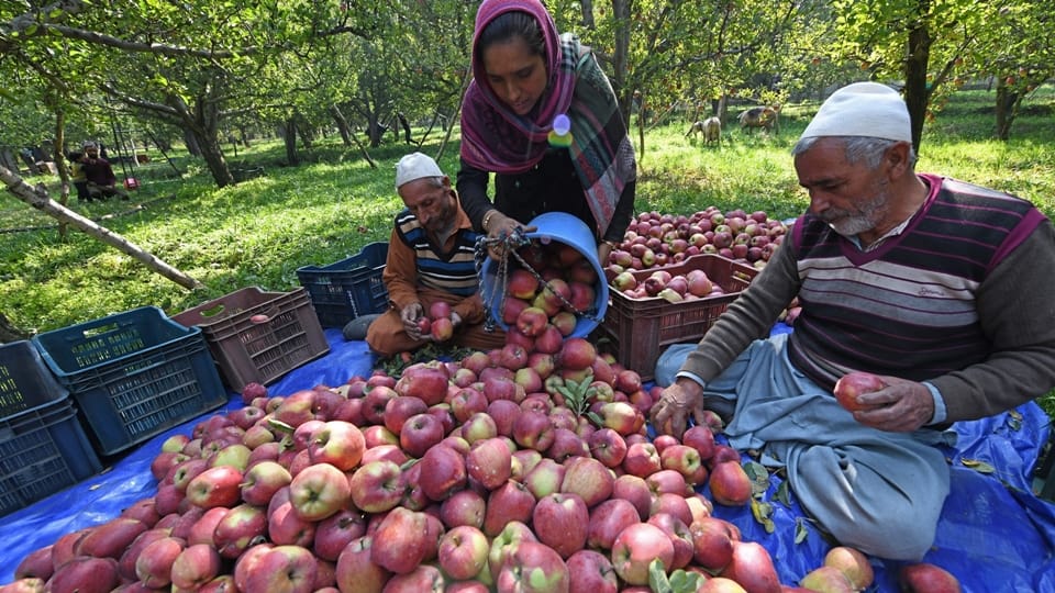 production of apples in Kashmir drops fifty percent due to weather variability