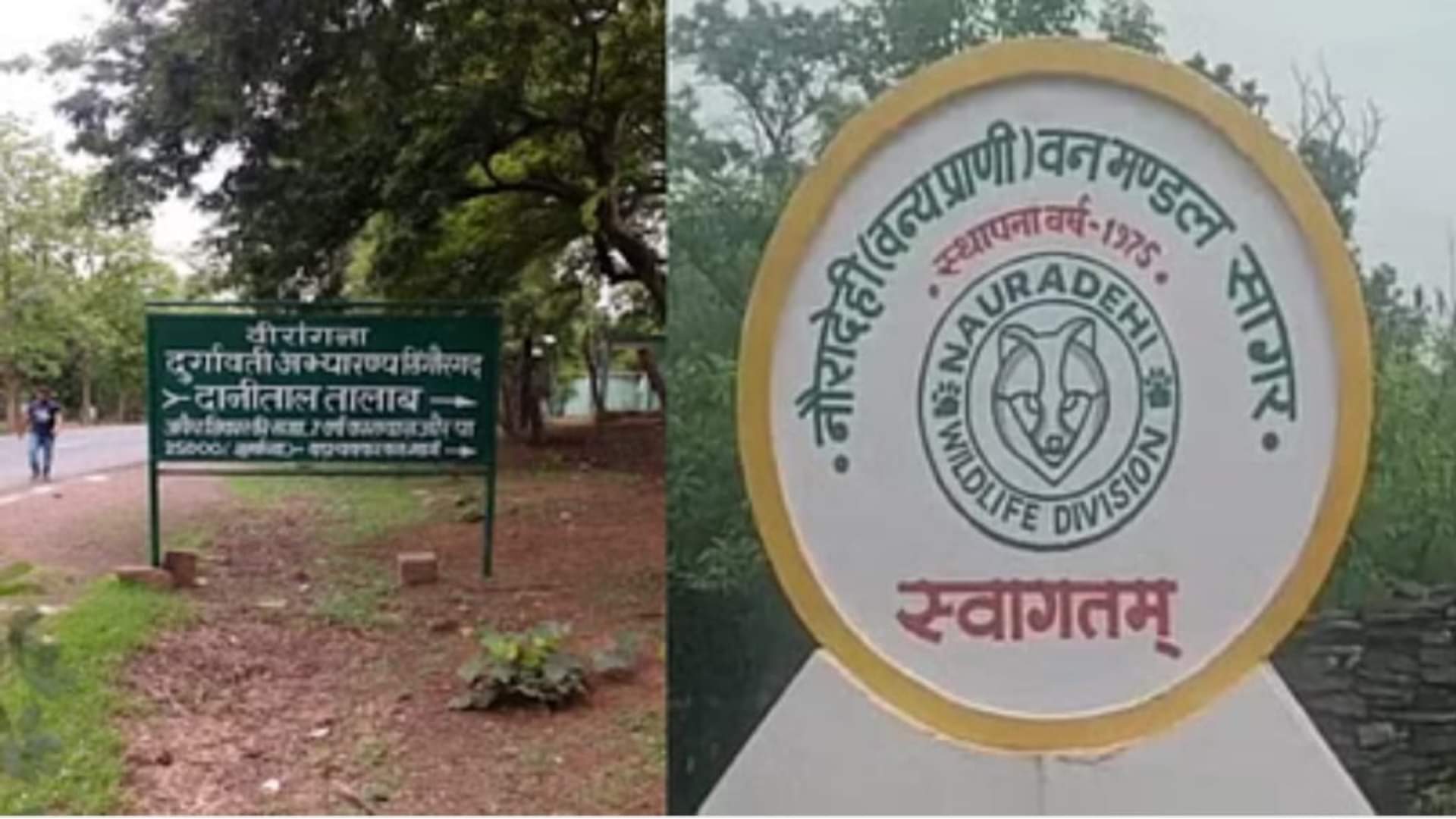 Nauradehi Wildlife Sanctuary: Roar of 15 tigers echoing in the new tiger reserve