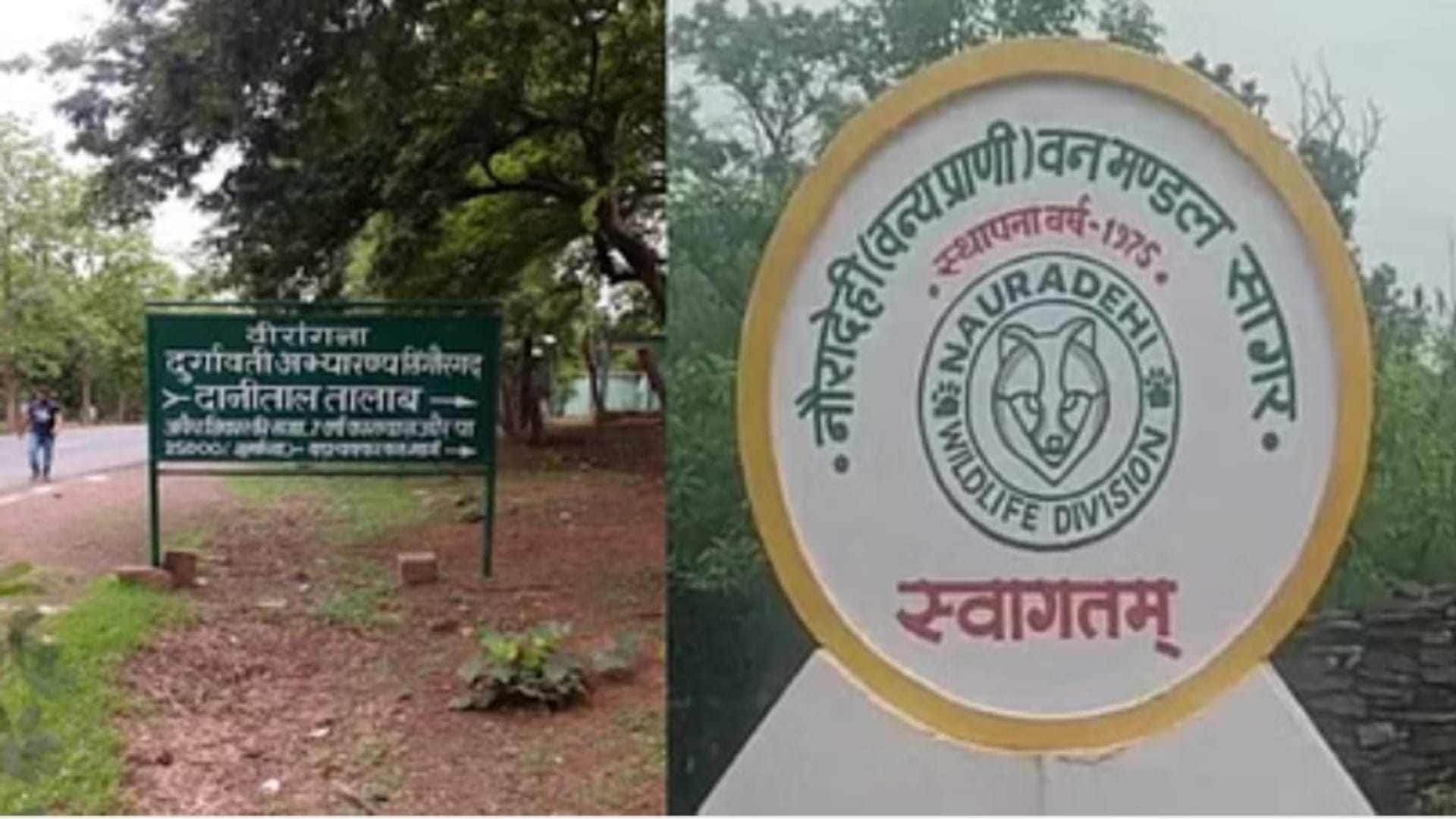 Nauradehi Wildlife Sanctuary: Roar of 15 tigers echoing in the new tiger reserve