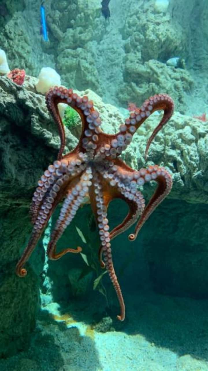 Curious Facts About Octopuses it have three hearts with blue blood
