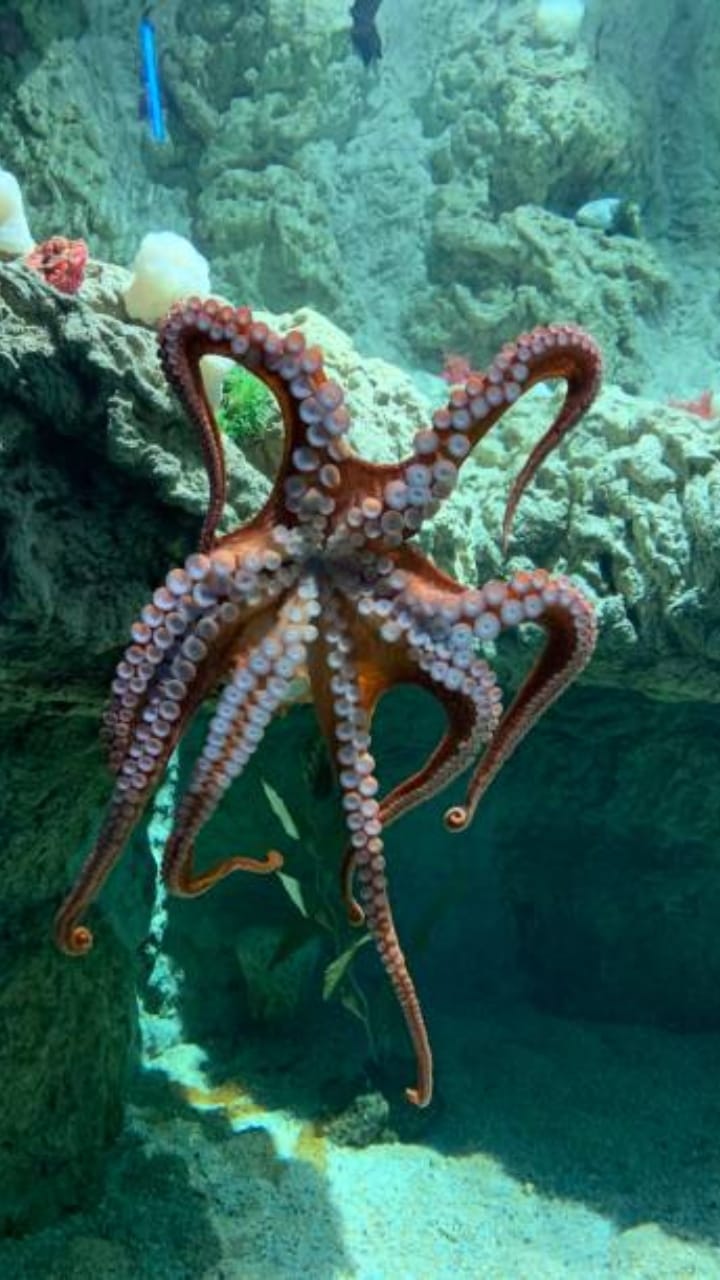 Curious Facts About Octopuses it have three hearts with blue blood