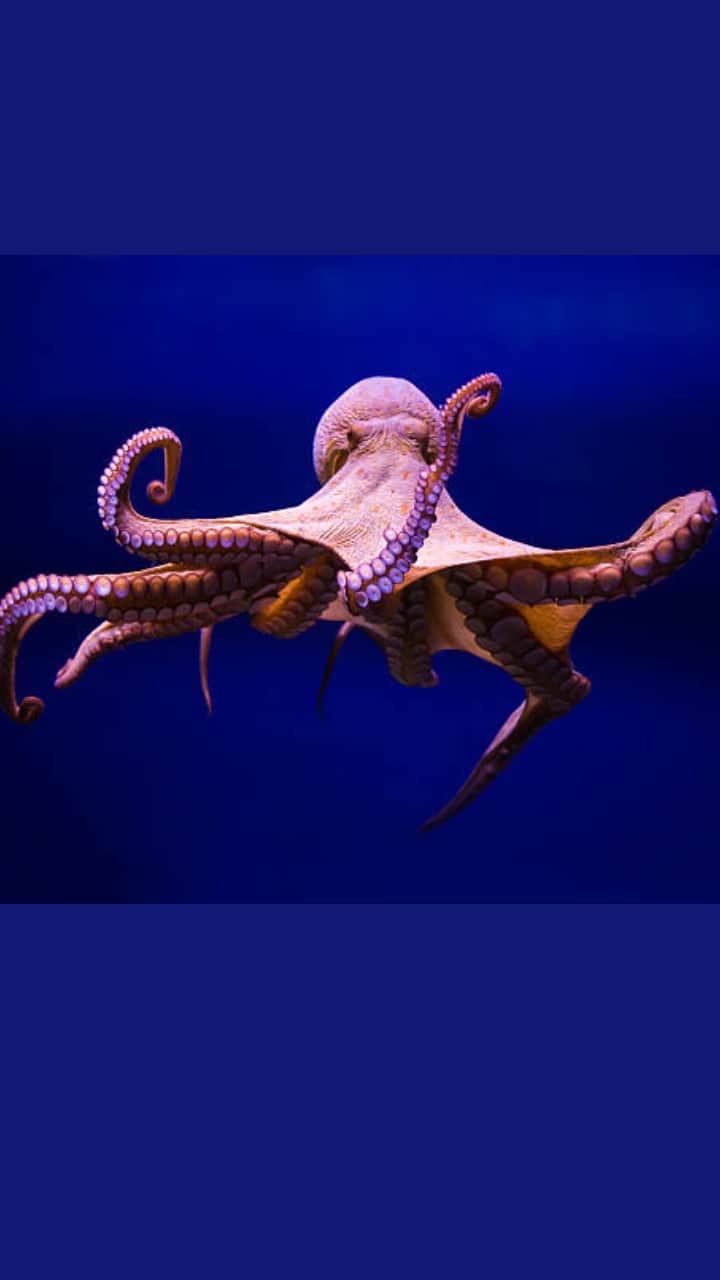 Curious Facts About Octopuses it have three hearts with blue blood