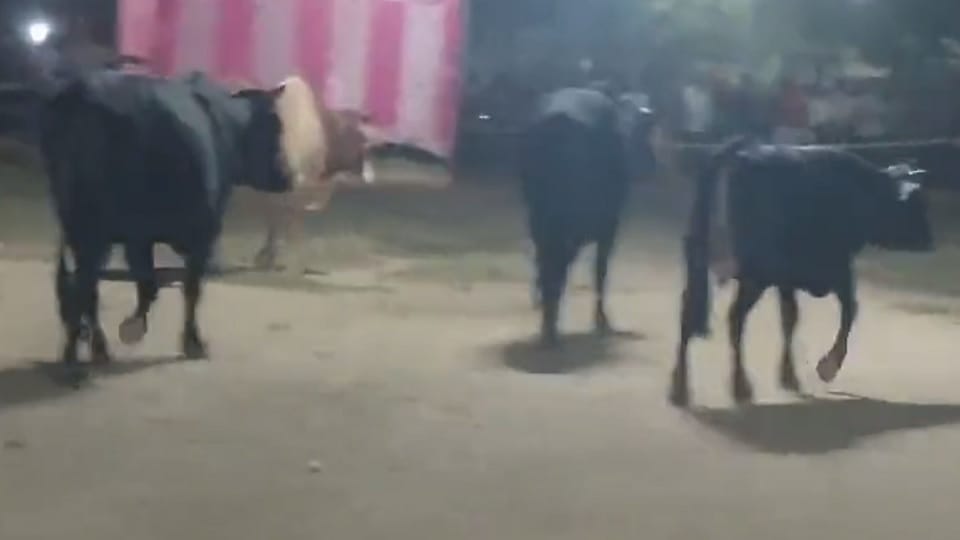 Bulls entered Ramlila Maidan before Ravana Dahan in Ghaziabad