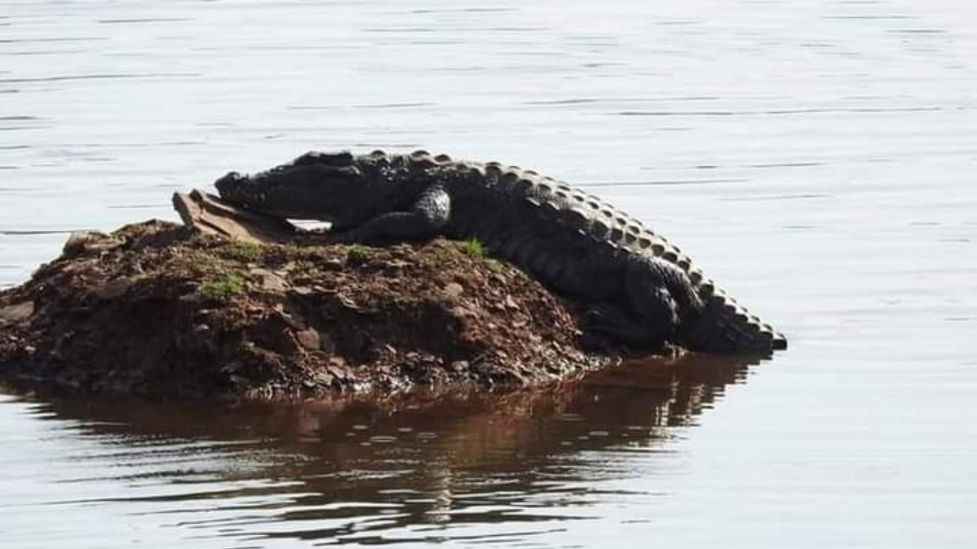 Nauradehi Wildlife Sanctuary: Roar of 15 tigers echoing in the new tiger reserve