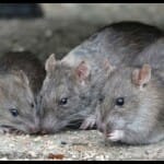 Mice Could Be Living On Mars Scientists Make Surprising Discovery