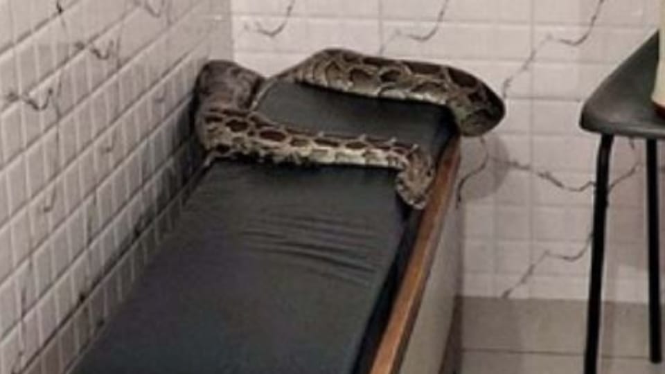 big python on the bench in the bullion shop in Lakhimpur kheri