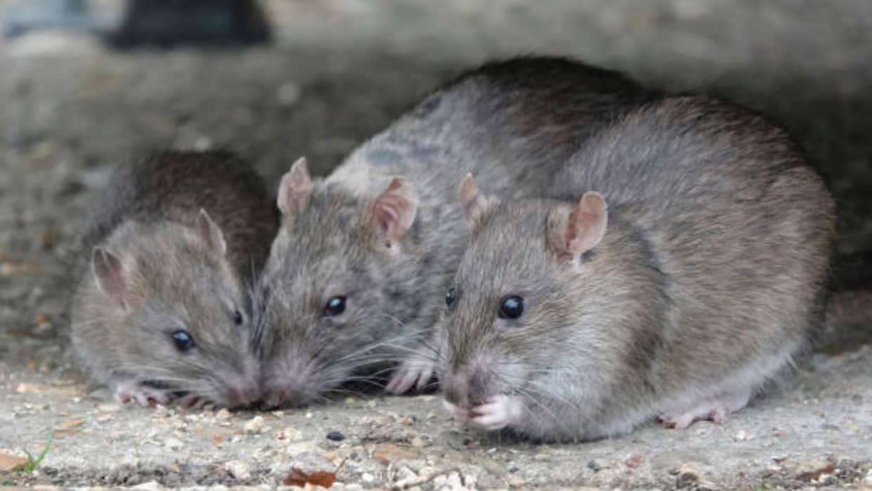 Science News: Mice Could Be Living On Mars Scientists Make Surprising Discovery