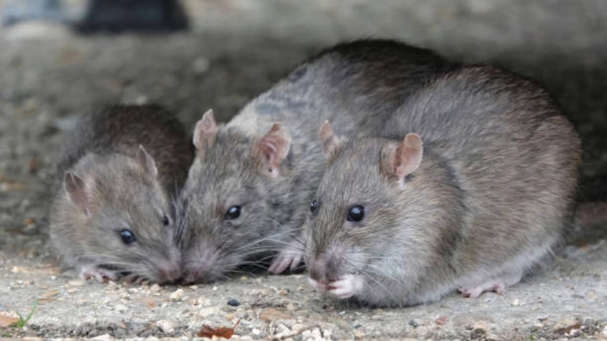 Science News: Mice Could Be Living On Mars Scientists Make Surprising Discovery