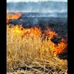 wheat field burn