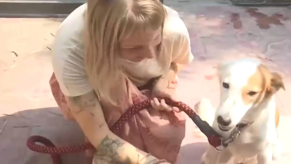 A female street dog named Jaya from Varanasi is set to leave India