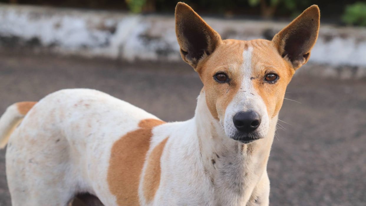 Abandoned dog beaten to death in Faridabad