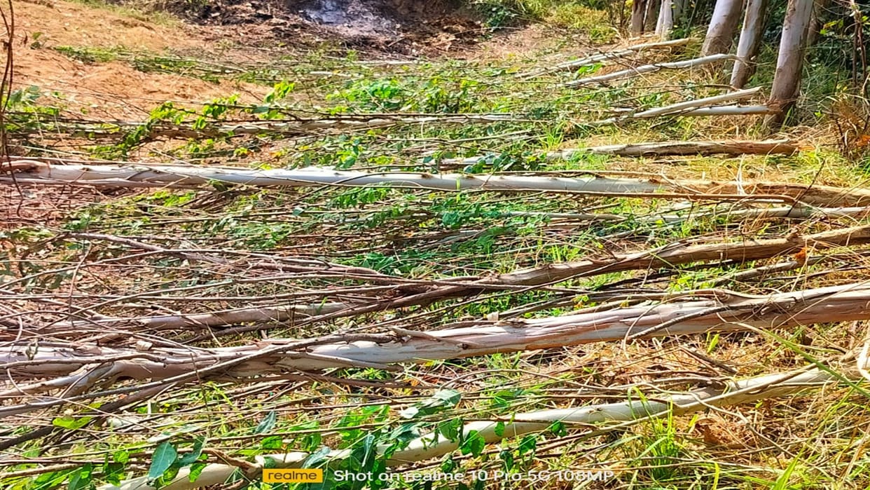 Electricity department cut down dozens of green trees in the name of pruning, farmers angry