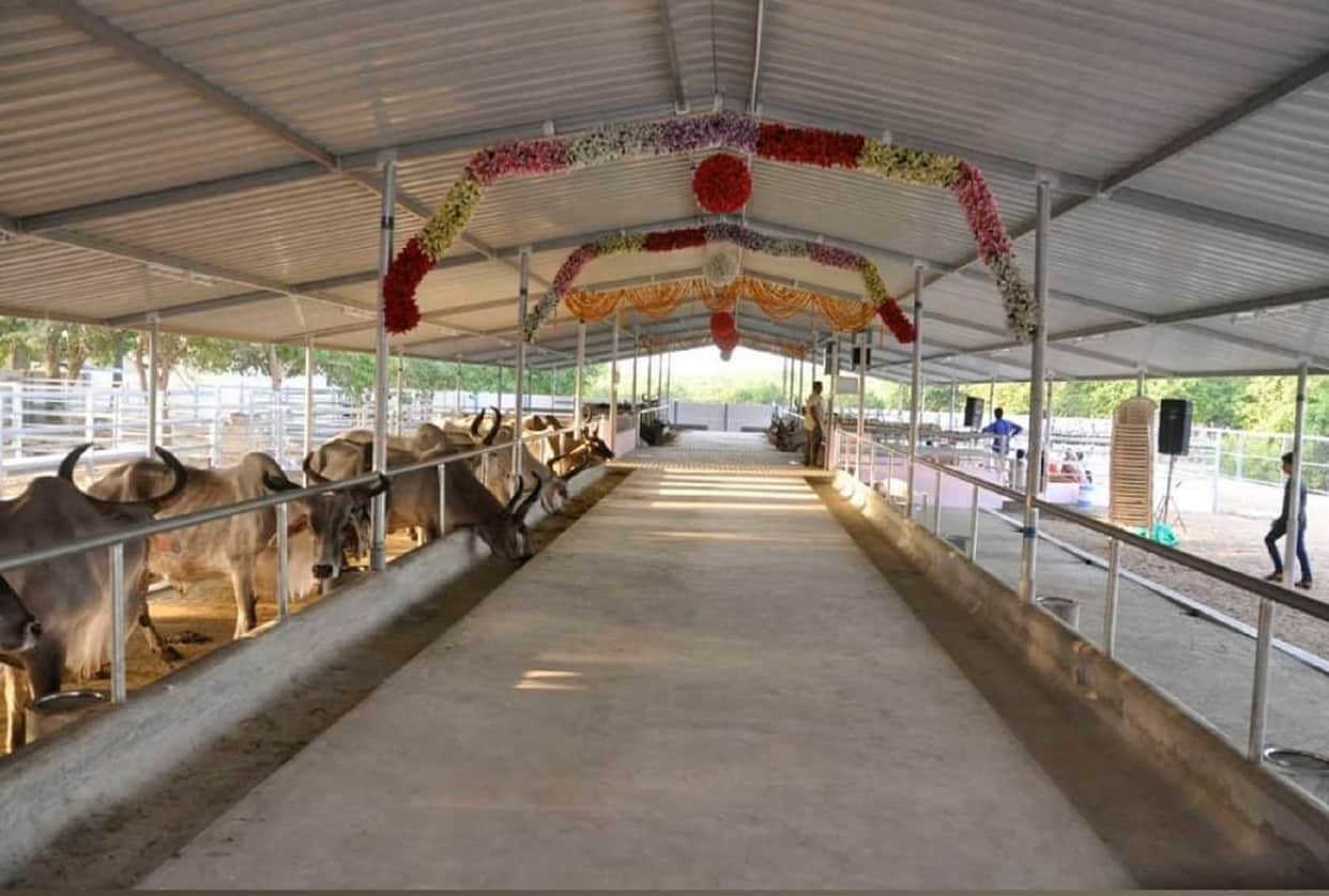 Cow Dung: Money can be made from cow dung, the problem of stray animals will end
