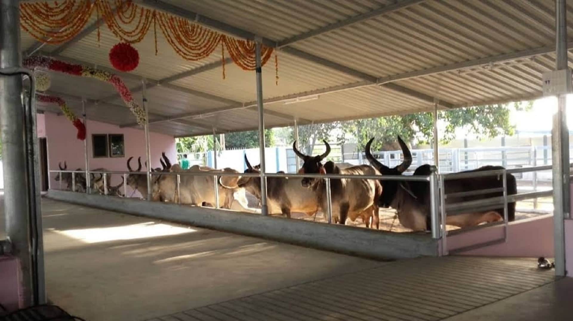 Cow Dung: Money can be made from cow dung, the problem of stray animals will end