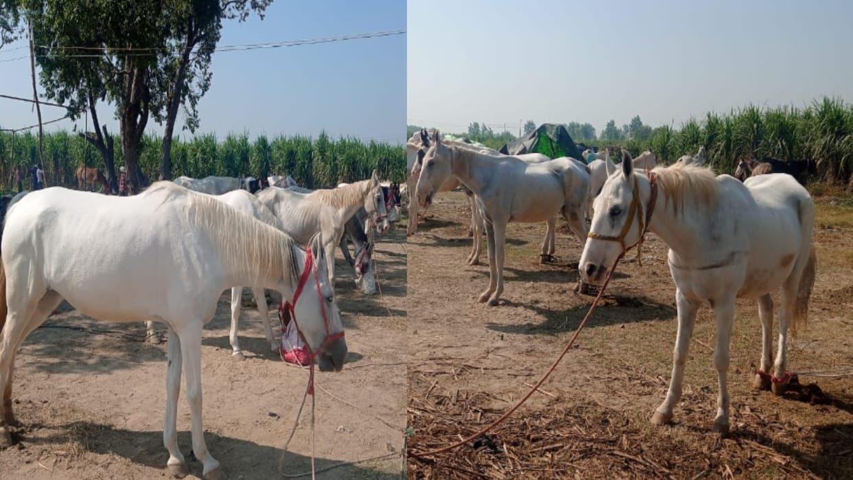Meerut: Horses Chetak, Badal and Mangal are no less than any celebrity, Horses worth two to six lakh in Fair