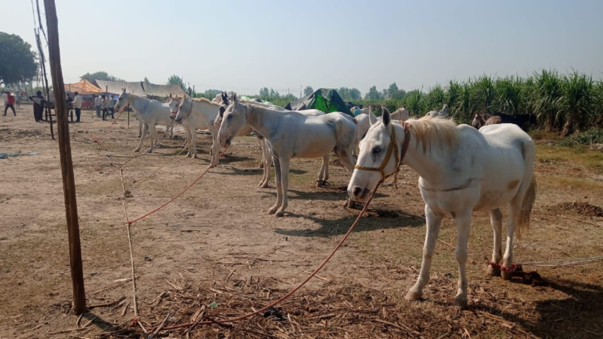 Meerut: Horses Chetak, Badal and Mangal are no less than any celebrity, Horses worth two to six lakh in Fair
