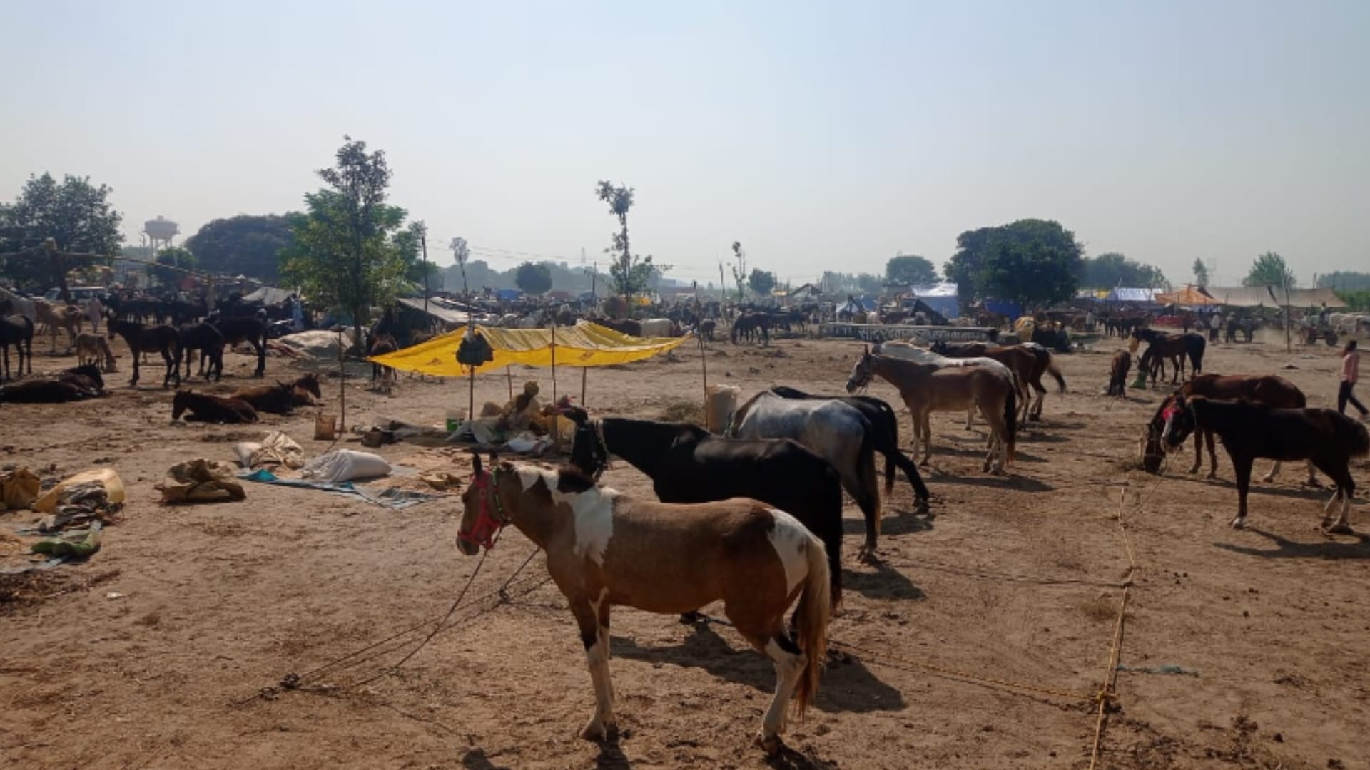 Meerut: Horses Chetak, Badal and Mangal are no less than any celebrity, Horses worth two to six lakh in Fair