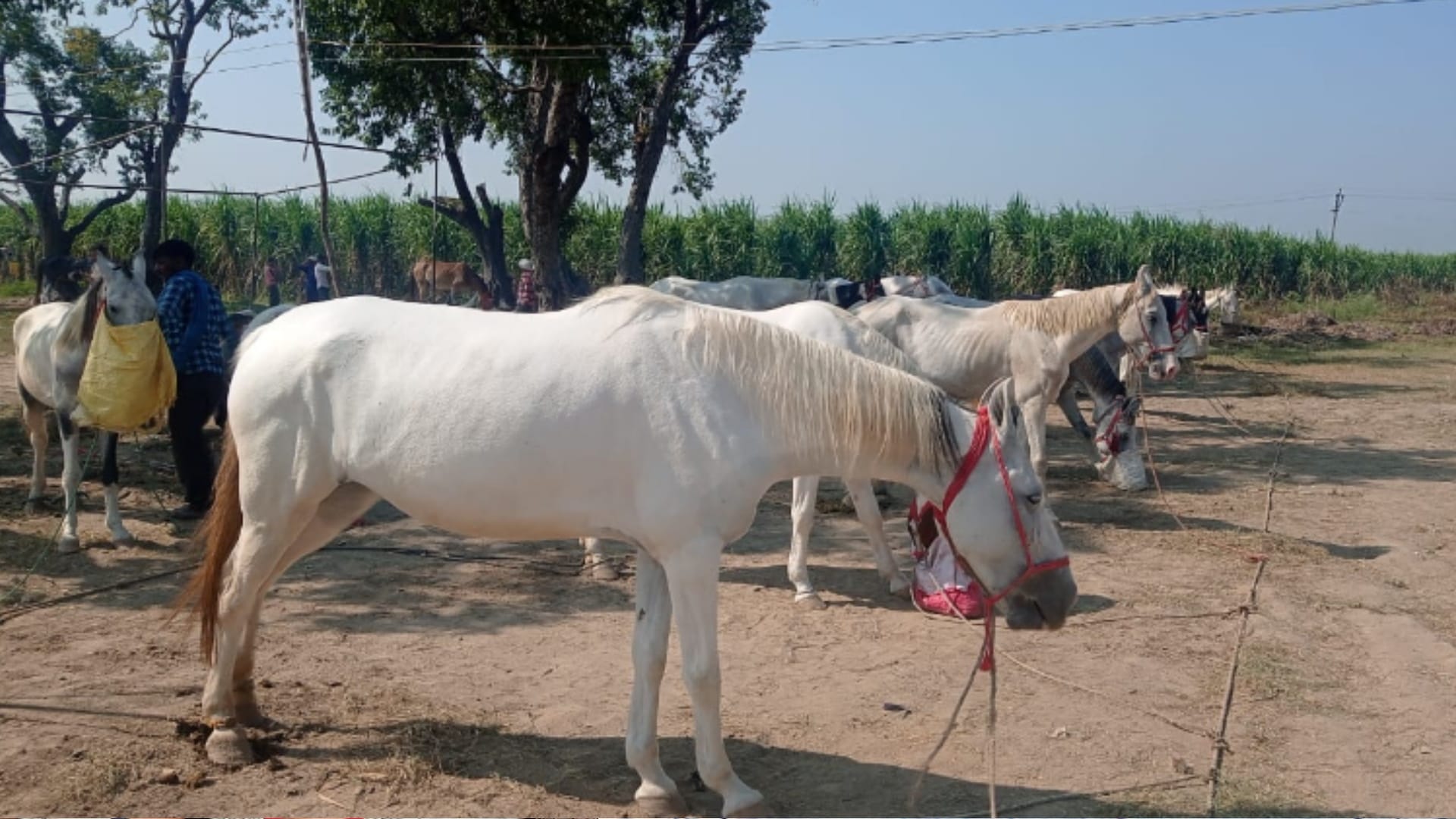Meerut: Horses Chetak, Badal and Mangal are no less than any celebrity, Horses worth two to six lakh in Fair
