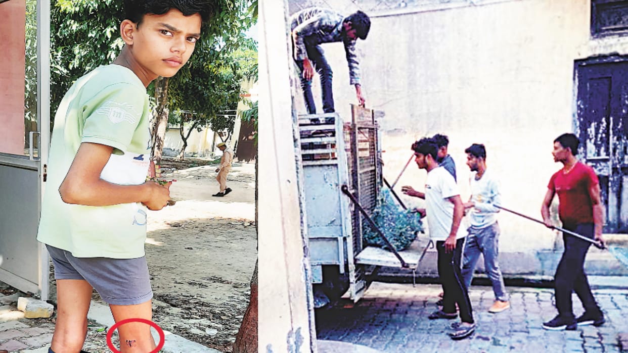 UP: Pitbull attacks teenager in Flawda, Meerut, Municipal Corporation lost sleep, DFO shies away