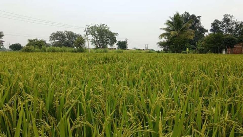 Committee manager suspended for negligence in preparation for paddy procurement