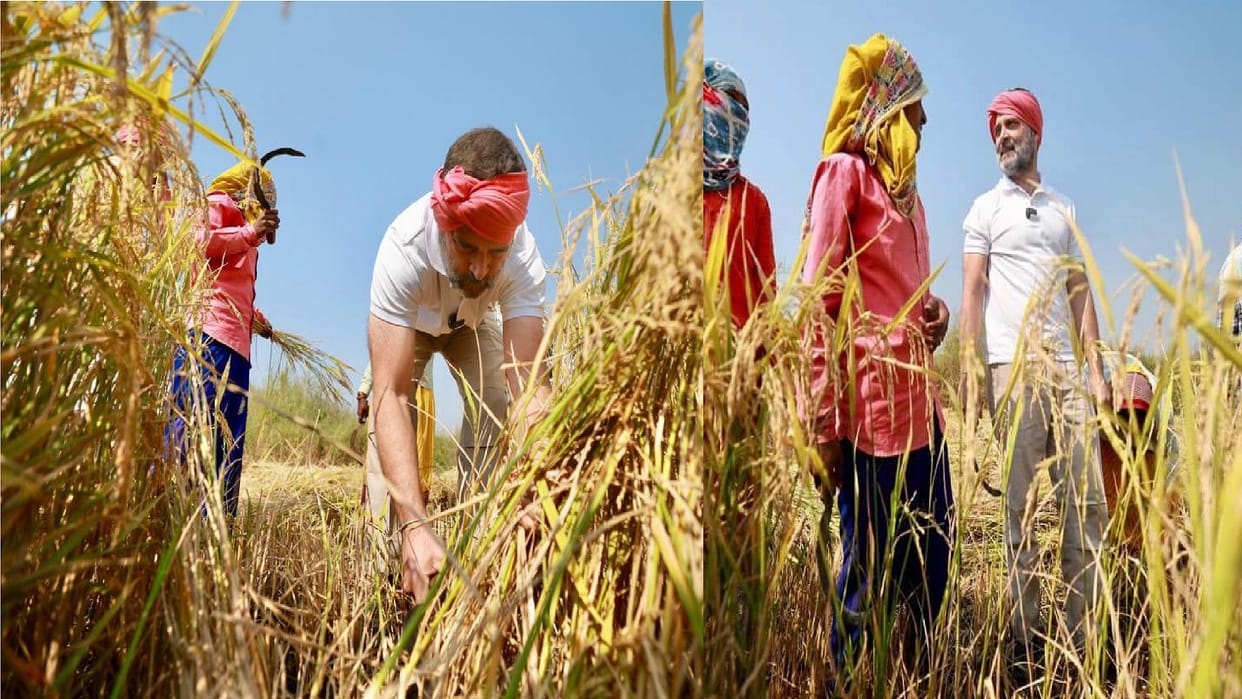 CG chunav 2023: Rahul Gandhi harvested paddy in Raipur, reached field with a towel on his head and a sickle