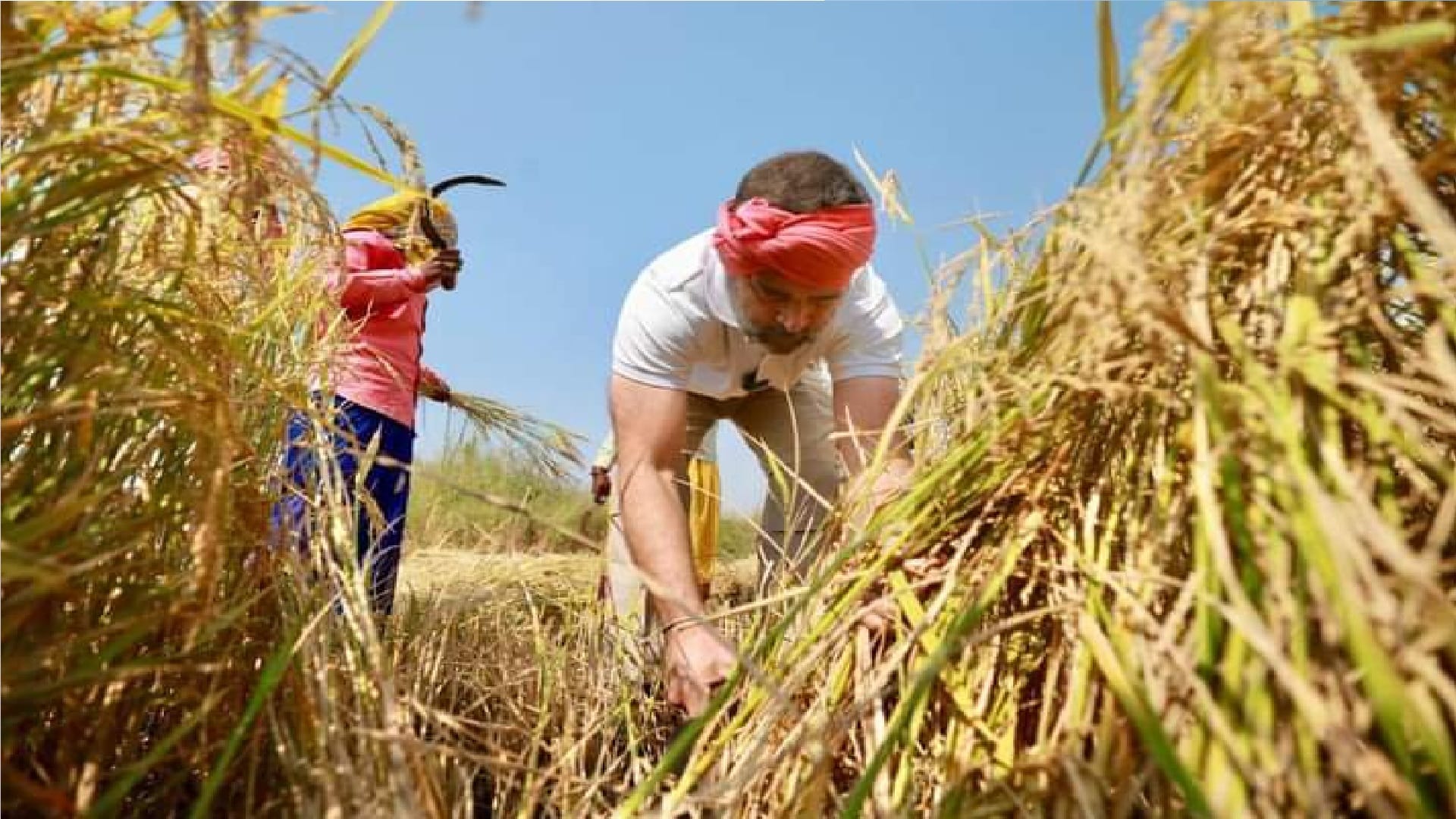 CG chunav 2023: Rahul Gandhi harvested paddy in Raipur, reached field with a towel on his head and a sickle