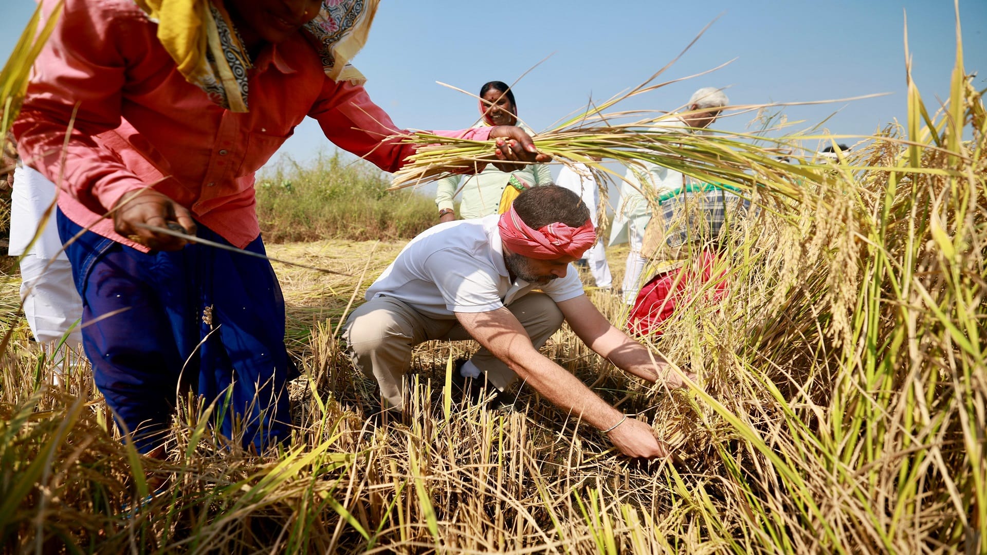 CG chunav 2023: Rahul Gandhi harvested paddy in Raipur, reached field with a towel on his head and a sickle