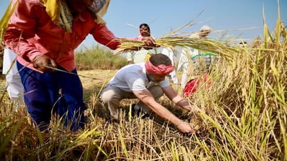 CG chunav 2023: Rahul Gandhi harvested paddy in Raipur, reached field with a towel on his head and a sickle
