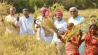 CG chunav 2023: Rahul Gandhi harvested paddy in Raipur, reached field with a towel on his head and a sickle