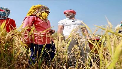 CG chunav 2023: Rahul Gandhi harvested paddy in Raipur, reached field with a towel on his head and a sickle