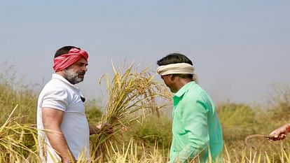 CG chunav 2023: Rahul Gandhi harvested paddy in Raipur, reached field with a towel on his head and a sickle